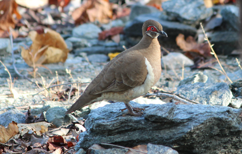 An Eastern Partridge Pigeon foraging on the Ranger trial landform