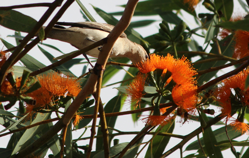 A White-Winged Triller feasting on a flowering plant