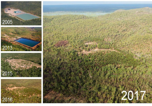 Progressive rehabilation of the Jabiluka Mineral Lease with more than 16,000 native tube stock grown from locally collected seeds