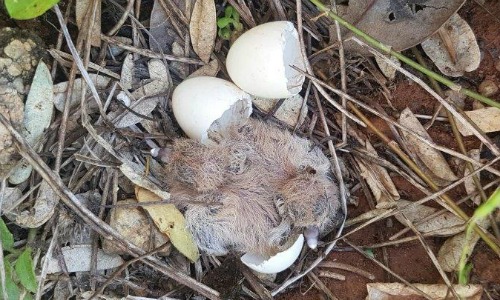 Partridge pigeons hatching at Jabiluka