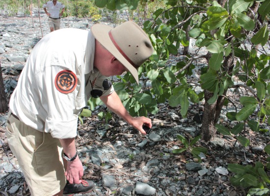 KNP Park Manager takes a closer look at the new natural recruits of the green plum plants from the seeds produced by the trees planted in 2009 on the trial landform.