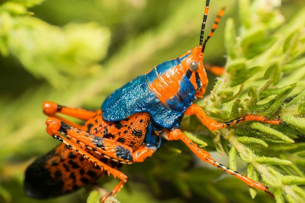 The vibrant Leichhardt’s grasshopper, a native Australian species, sits in bright contrast to the green foliage of Kakadu National Park, Northern Territory, Australia (© Scott Murray)