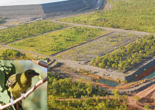 The trial landform at Ranger (inset) a Yellow Oriole eating a caterpillar